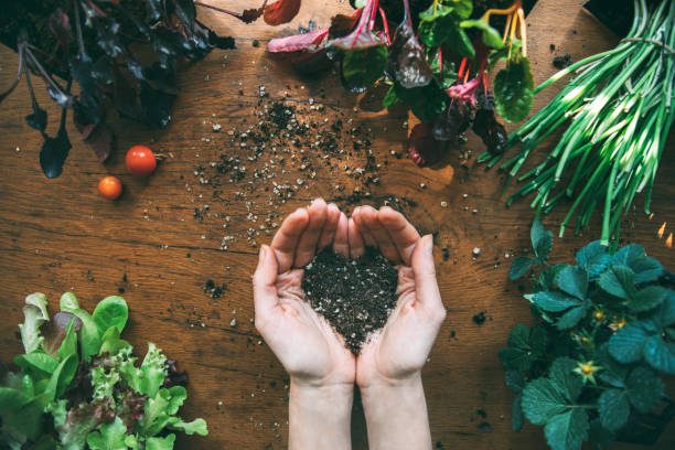 Hands holding heart-shaped soil with seedlings around them. Urban organic vegetable garden. Hands holding heart-shaped soil with seedlings around them. Urban organic vegetable garden. Lettuce seedling. Onion seedling. Beet seedling. Chard seedlings. Strawberry seedlings environment healthy lifestyle people food stock pictures, royalty-free photos & images