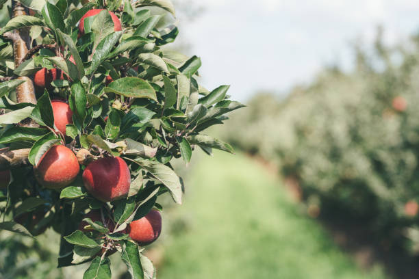 istock ripe red apples on tree at apple orchard 1338471393