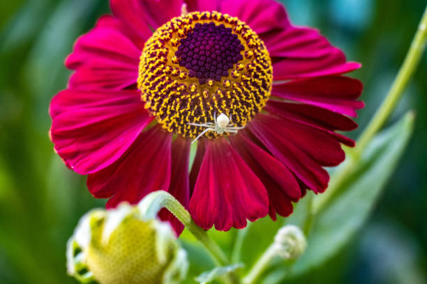 A red flower with a yellow center and a small spider on a blurry background, taken in close-up.