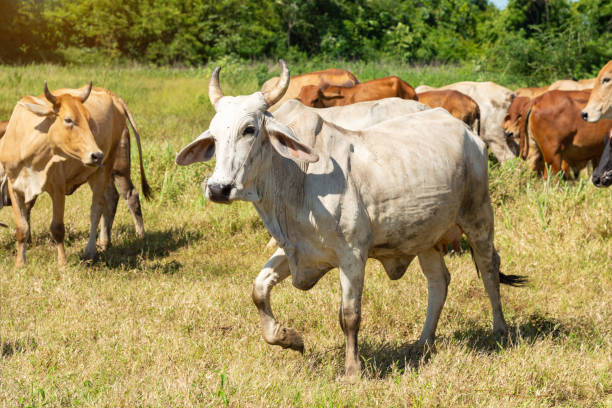 istock A cow running in a meadow field 1338473238