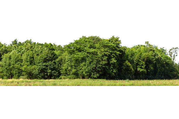 istock View of a High definition Treeline isolated 1338474363