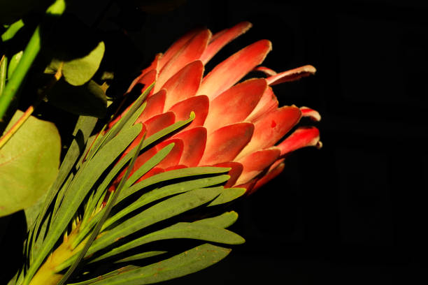 Pink king protea with green leaves in golden light on black background