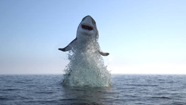 istock Great white shark jump out of water 1338476396