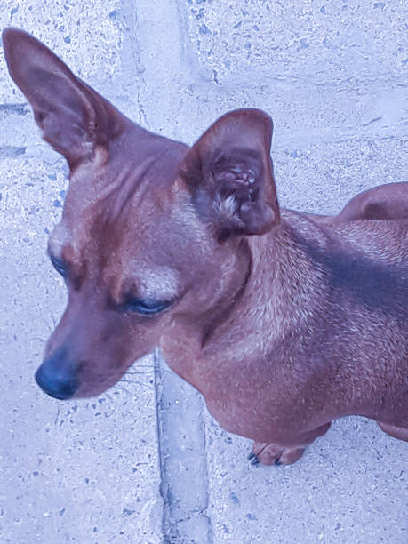 Pinscher dog breed No. 02, brown.