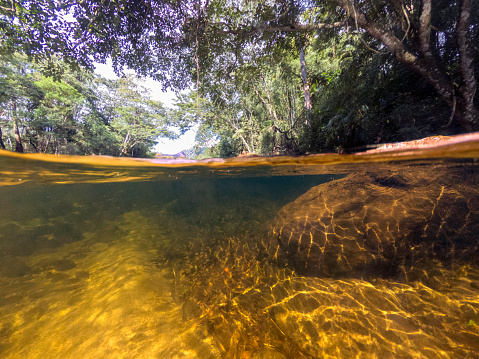 Image in the water line in a stream that crosses an area of rainforest in the region of Pedro de Toledo in southeastern Brazil