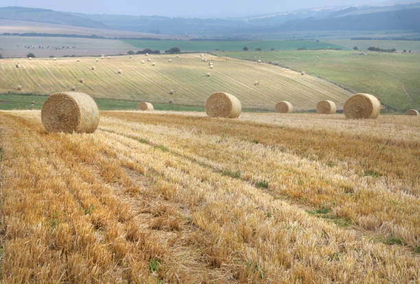 Straw bales strewn on the South Downs after the harvest