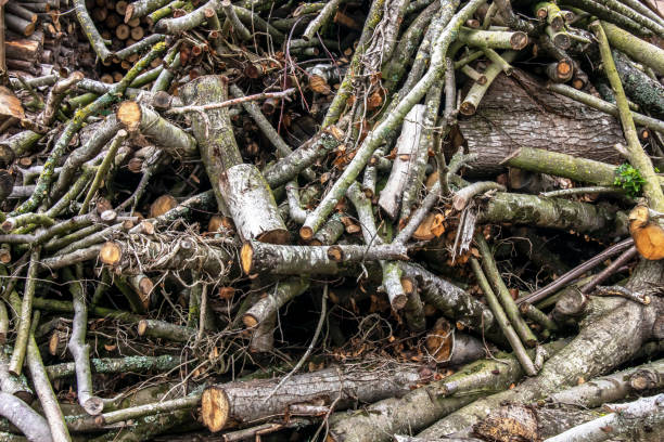 istock Stock of cut tree branches 1338478825