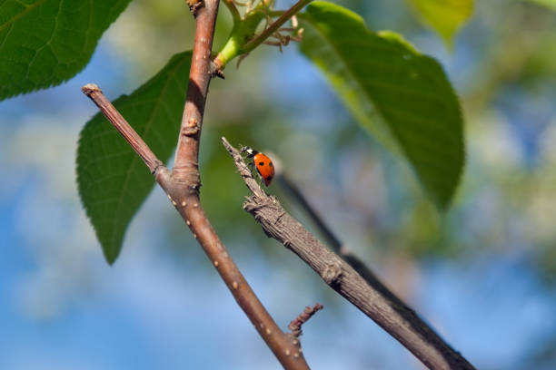 A little lady beetle. Macro shoot of ladybug on the grass