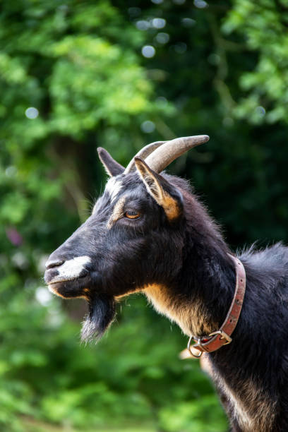 istock Poitevin goat in portrait 1338478831