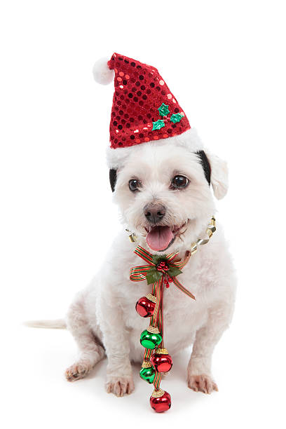istock Christmas dog with jingle bells 133847898