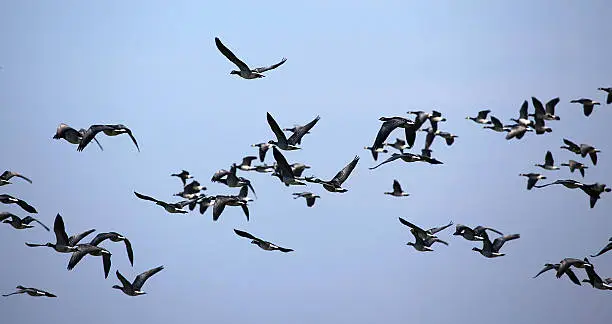 barnacle goose flying