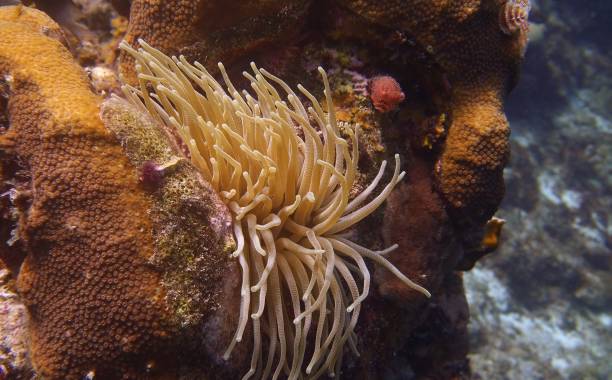 istock sea anemone with a spotted cleaner shrimp 1338480453