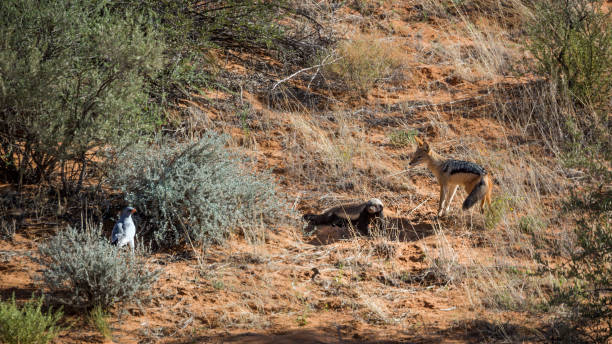 istock Honey badger, Black backed jackal and Pale Chanting-Goshawk 1338481950