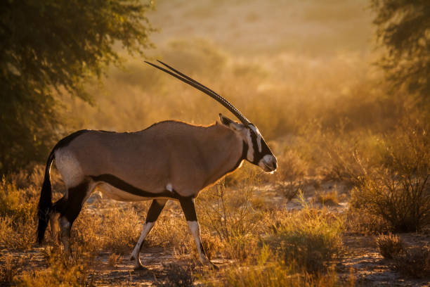 South African Oryx in Kgalagadi transfrontier park, South Africa South African Oryx walking in backlit at dawn in Kgalagadi transfrontier park, South Africa; specie Oryx gazella family of Bovidae gemsbok photos stock pictures, royalty-free photos & images