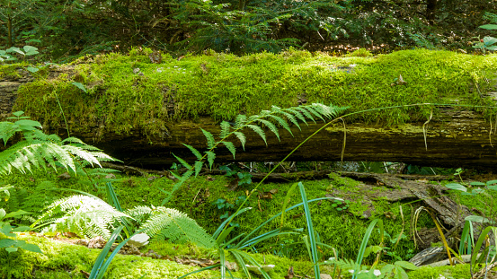 Dead tree brings new life to nature