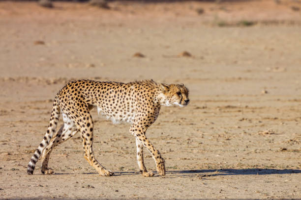 istock Cheetah in Kgalagadi transfrontier park, South Africa 1338484447