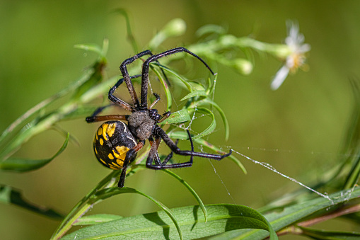 A vibrant Leucauge magnifica spider, showcasing its colorful body, is captured skillfully weaving its intricate web. Wulai District, New Taipei City.