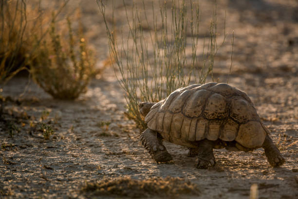 Leopard tortoise walking rear view in backlit in Kgalagadi transfrontier park, South Africa ; Specie Stigmochelys pardalis family of Testudinidae