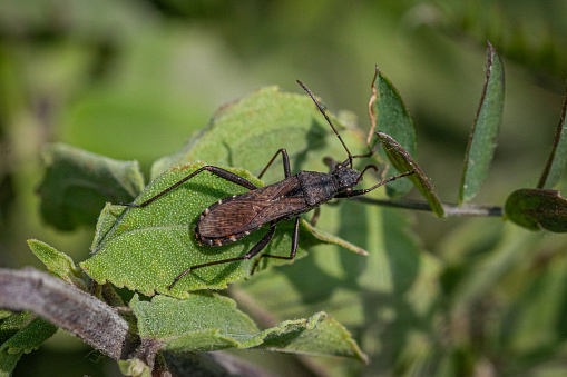 An alydidae bug in summer.