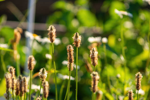 istock chamomile among the wild grass in the garden 1338485570