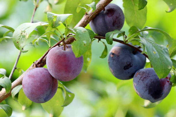 istock Plums on a tree branch with green leaves 1338485572