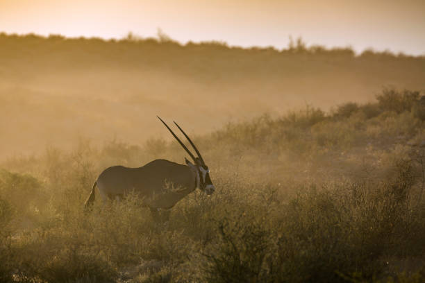 südafrikanische oryx im kgalagadi transfrontier park, südafrika - gemsbok antelope mammal nature stock-fotos und bilder