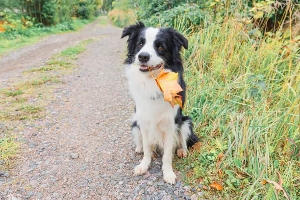 Photo of Funny puppy dog border collie with orange maple fall leaf in mouth sitting on park background outdoor. Dog sniffing autumn leaves on walk. Hello Autumn cold weather concept