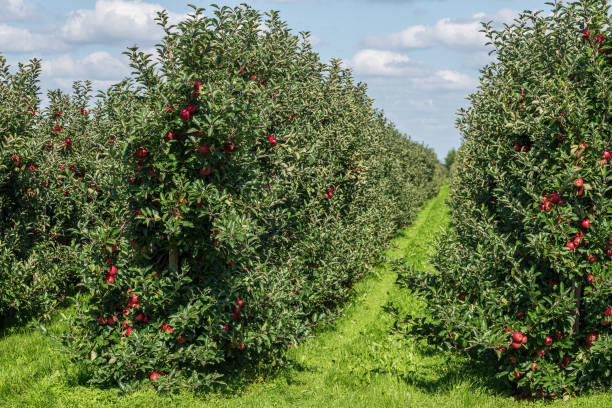 istock apple trees with ripe fruits on orchard 1338487277