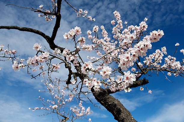 Almond blossom on trees against bright blue sky stock photo