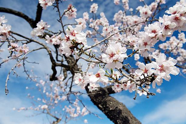 Almond blossom on trees against blue sky (close-up) stock photo
