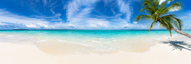 istock panorama view tropical beautiful paradise beach with coco palm tree and turquoise blue clear water. tourism vacation and relaxation wide background 1338490420