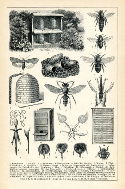 Honey bee in apiculture infographic page 1898Original edition from my own archivesSource : Brockhaus 1898
