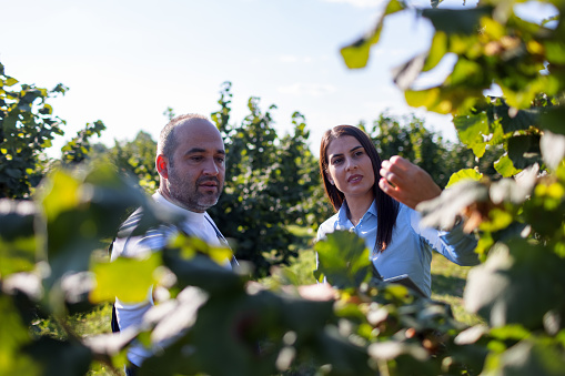 Farmer and business woman talking in the hazelnut orchard about agricultural innovations and responsible business.