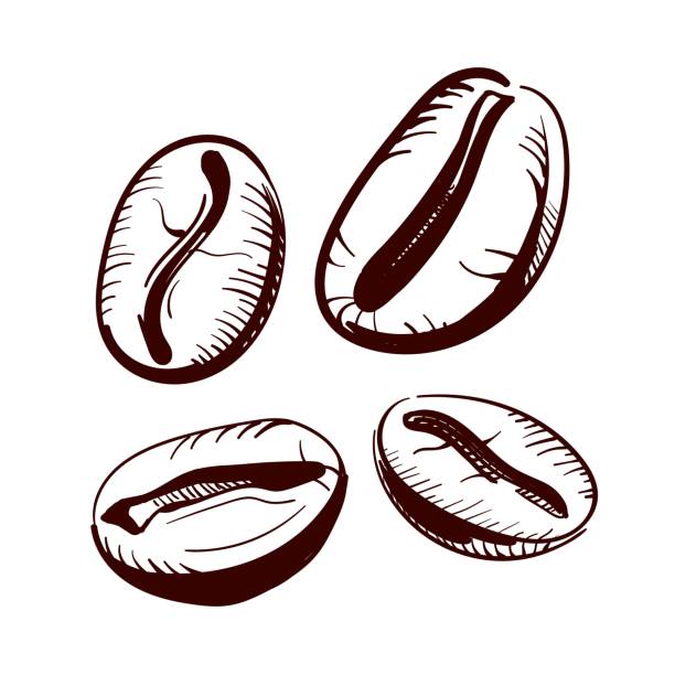 ziarna kawy z bliska odręczne rysowanie. ilustracja wektorowa. - coffee aromatherapy black black coffee stock illustrations