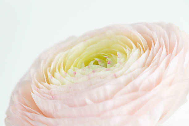 Ranunculus asiaticus or Persian buttercup is native to the eastern Mediterranean region . This is  cream cultivar with double flowers. They are often used in bouquets.Other flowers are blurred in the background visible