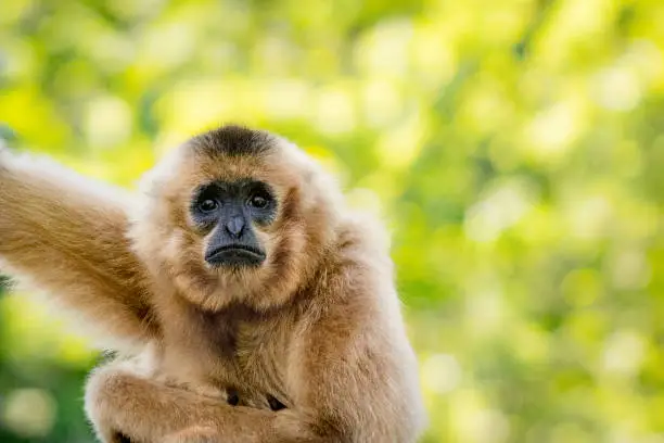 Close-up of a female white-handed gibbon, also known as lar gibbon, against heavily blurred treetops. This gibbon species can be found in Indonesia, Laos, Malaysia, Myanmar and Thailand.