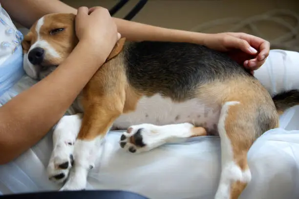 Photo of Girl is sitting on a chair in the hospital and holding a beagle puppy in her arms.