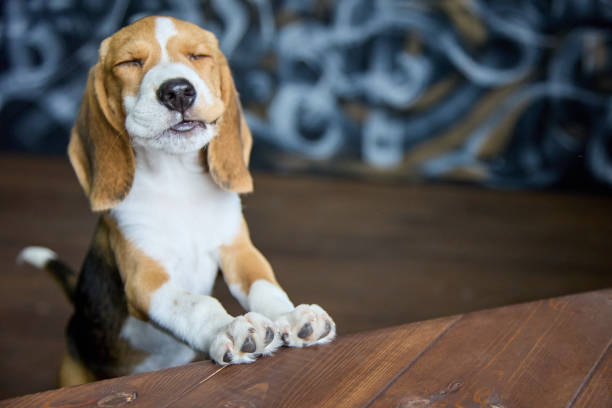 Satisfied dog's face chewing something very tasty