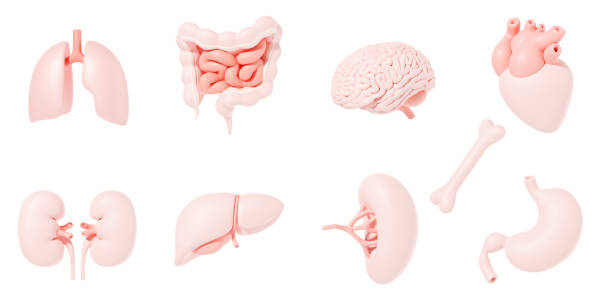 Human internal organs icon set lungs kidneys stomach intestines brain heart spleen liver bone 3d illustration kidney organ stock pictures, royalty-free photos & images