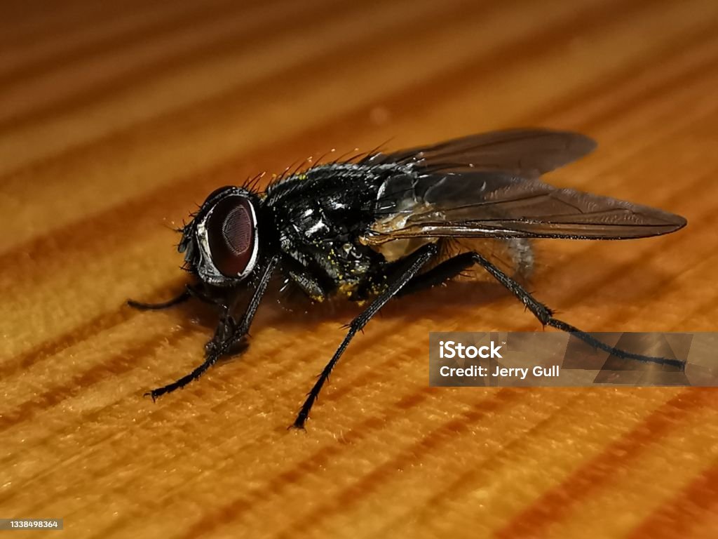 Housefly Housefly sitting on wodden surface Animal Body Part Stock Photo