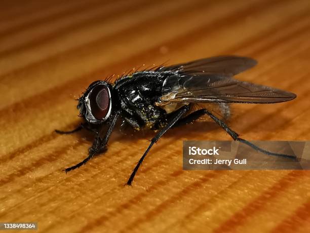 Housefly Stock Photo - Download Image Now - Animal Body Part, Animal Eye, Animal Leg