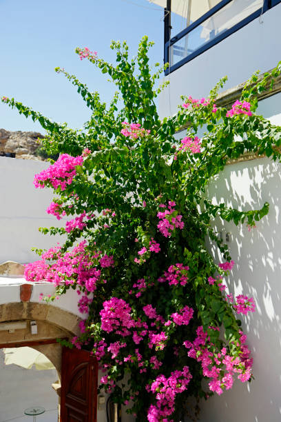 istock Architecture on Rhodes Island 1338498446