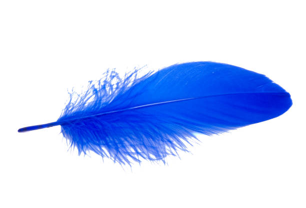 istock Fluffy queen blue electric color bird feather decorative style in studio isolated on the white 1338498507