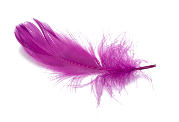 istock Fluffy bird feather violet color in studio isolated on the white 1338498578