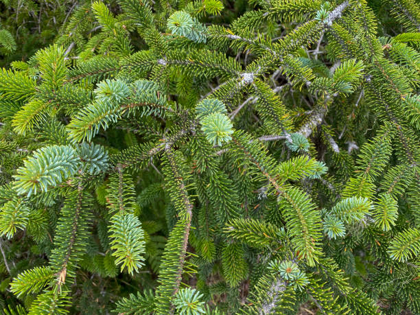 new growth evergreen tree branches and pine needles in detail close up view - growth new evergreen tree pine tree imagens e fotografias de stock