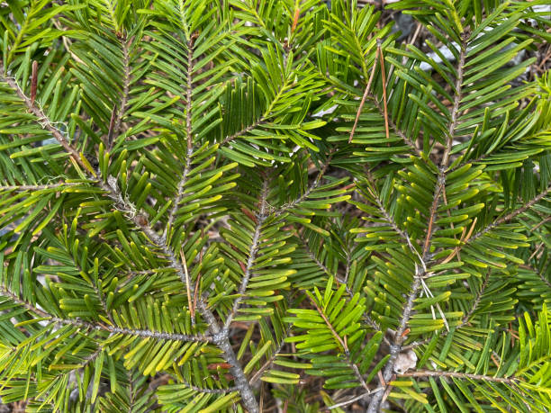 nahaufnahme von neu wachsenden immergrünen kiefernnadeln mit schatten von hellem sonnenlicht - growth new evergreen tree pine tree stock-fotos und bilder