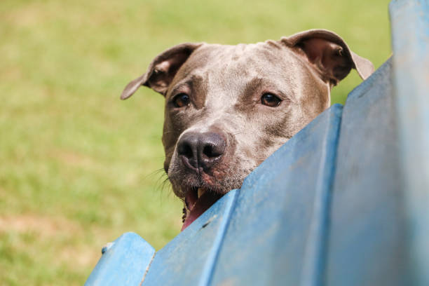 istock Pit bull puppy dog playing and having fun in the park. Selective focus 1338499248