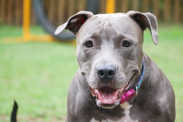 istock Pit bull puppy dog playing and having fun in the park. Selective focus 1338499371