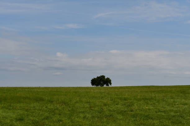 istock Landscape in Franconia with a beautiful tree 1338499858