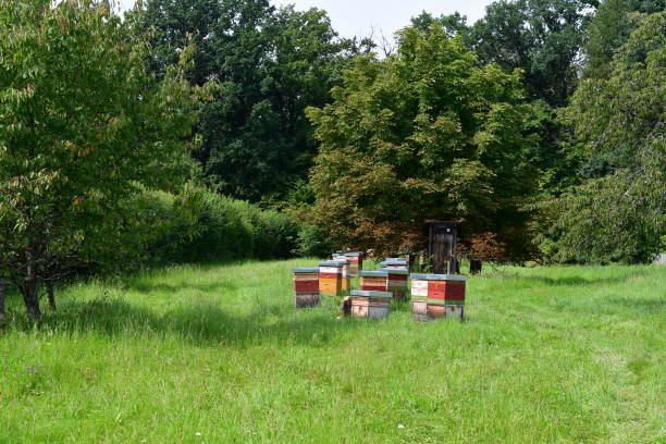 istock Beekeeping in Franconia 1338499908